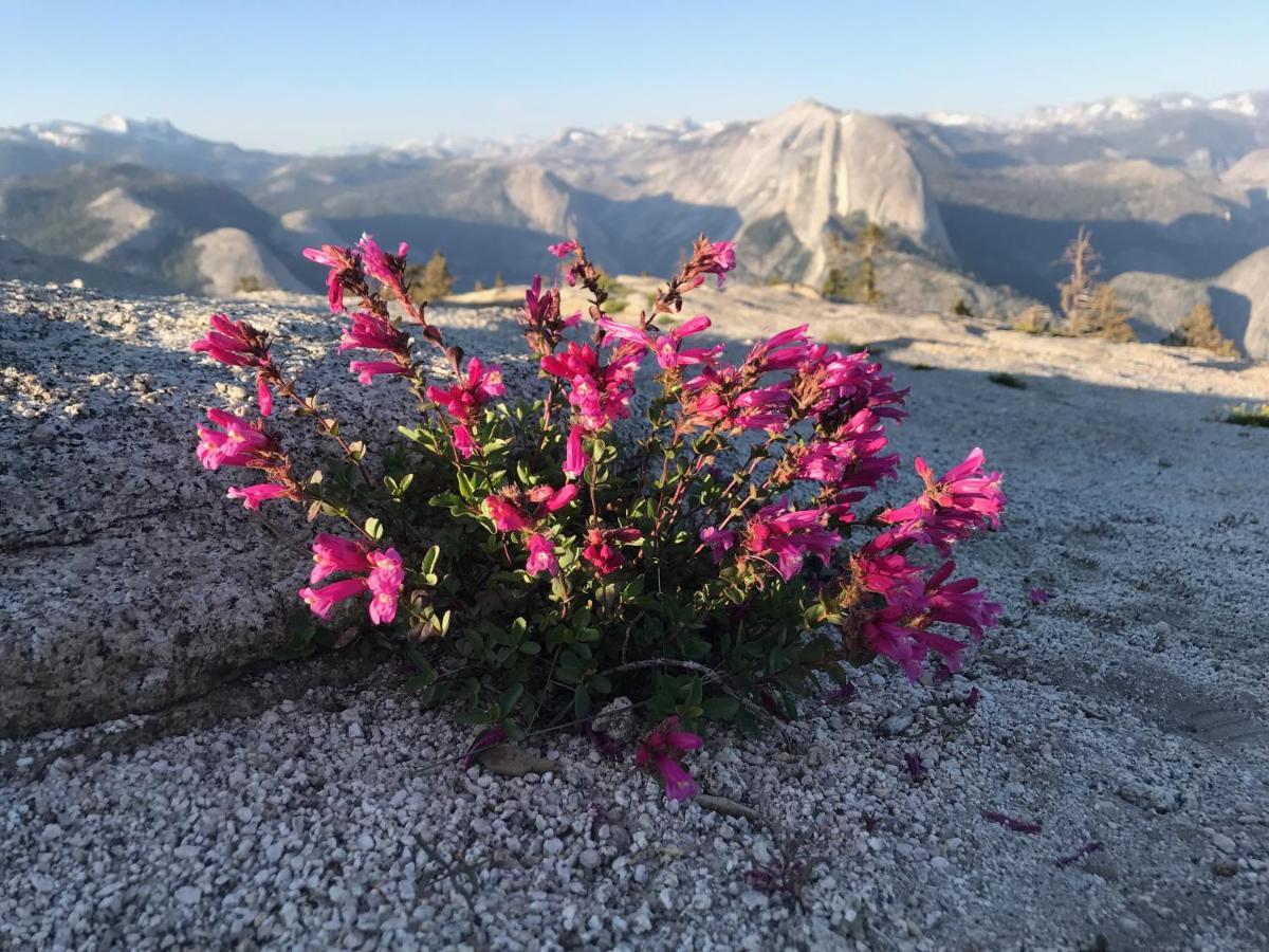 Morning Star Vista Near Yosemite - Countryside With Mountain Views Apartment Mariposa Luaran gambar
